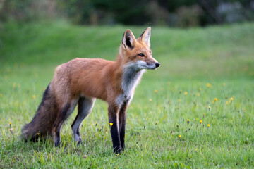 Red fox
