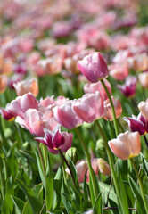 Spring tulips flowers - 595341843