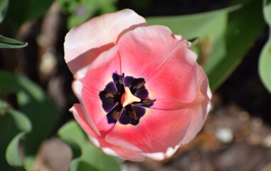 Spring tulips flowers - 595341855