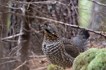 Spruce grouse display