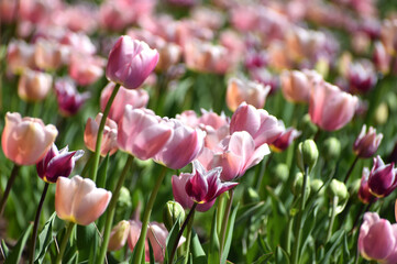 Spring tulips flowers - 595341870