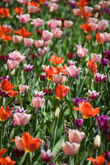 Spring tulips flowers - 595341875