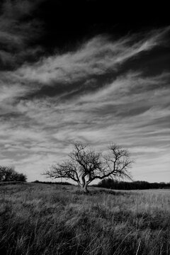 Black and white photo of lone desolate dead tree on a prairie landscape.