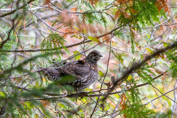 Spruce grouse