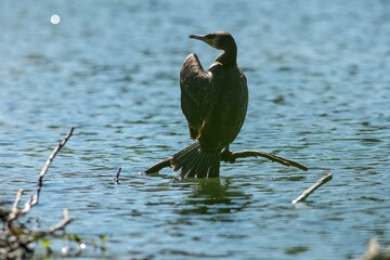 Great cormorant
