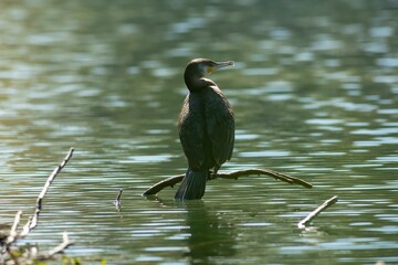 Great cormorant