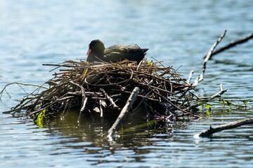 Coot