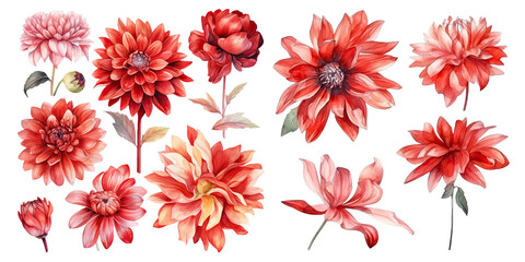 Set of red flower watercolor elements on transparent background