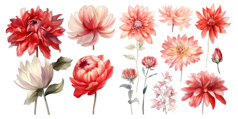 Set of red white flower watercolor elements on transparent background