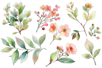 Spring flower watercolor elements on transparent background