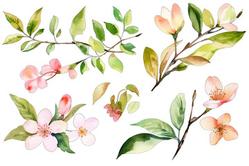 Spring flower watercolor elements on transparent background