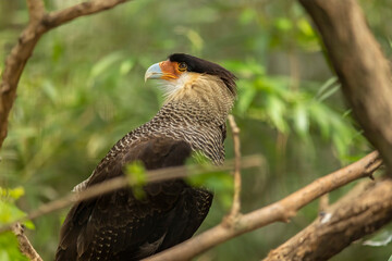 Crested caracara