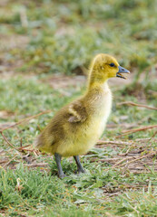 Adorable Cute Baby Goose Gosling Sitting on Green Grass in a Park Eating with a Beautiful Colorful Green Smooth Blurred Background