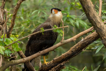 Crested caracara