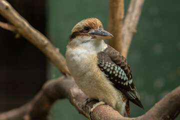 Kookaburra