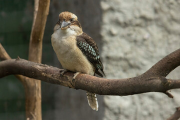 Kookaburra