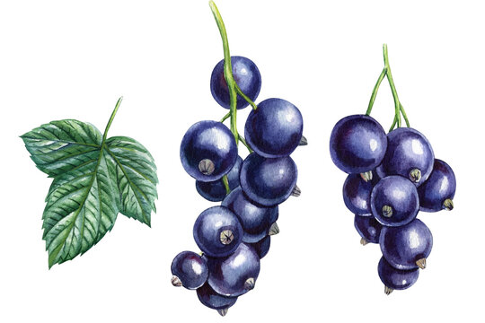 Set berries watercolor botanical illustration. black currant, leaf on a white background