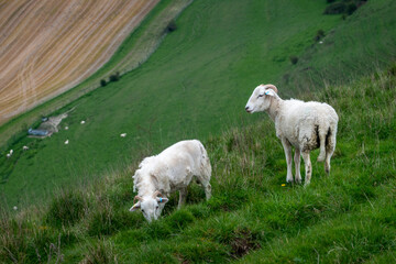 Obraz premium sheep with un-docked tails on a hillside showing the reason for docking