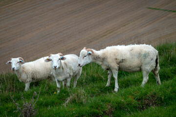 A group of three sheep on a hillside with un-docked tails and faeces