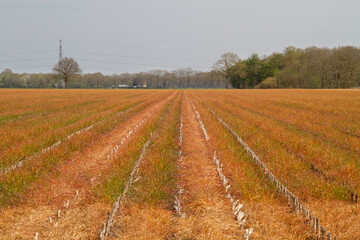 Effect of glyphosate herbicide sprayed on grass weeds, a catch crop, between stubbles of maize. 