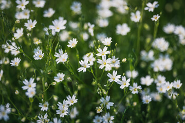 Stellaria flowers view from above selective focus
