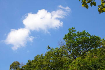 夏空と緑と白雲
