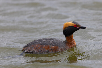 Close view of a horned grebe (breeding), seen in a North California marsh
