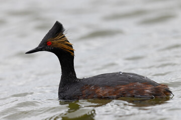 The very beautiful profile of an eared grebe, seen in the wild in a North California marsh