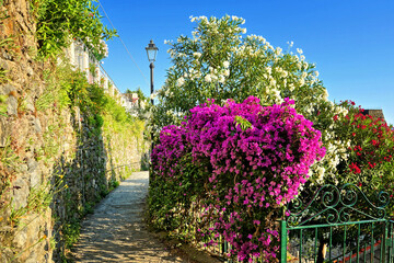 Vibrant purple bougainvillea flowers lining a walkway along the Cinque Terre hiking trails, Italy