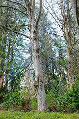 Fototapeta premium Stanley park spring trees without leaves spring water greenery sky stones bare branches waiting for blossoming beauty clean air walk weekend nature park Vancouver Canada 2023