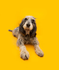 Portrait adult and concentrate Blue Gascony Griffon dog lying down and looking at camera. Isolated on yellow background. obedience concept