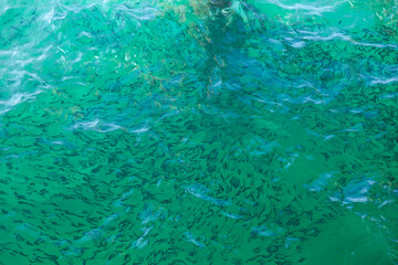 Fototapeta na wymiar flock of fish in shallow water in the sea with green clear water