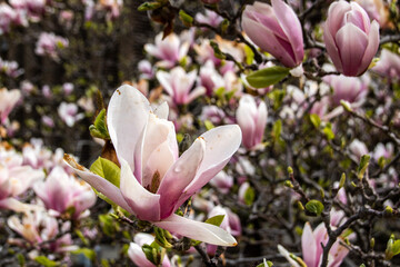 Obraz premium magnolia tree blossom