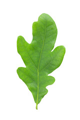 Green oak leaf isolated on white background.