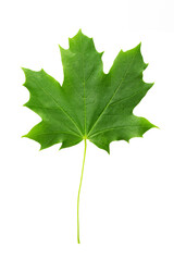 Green maple leaf isolated on white background.