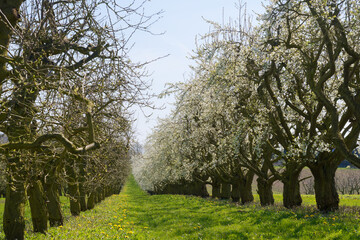 Kirschblüten