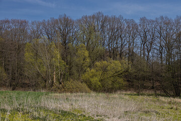 Blue sky over the Hahnheide nature reserve