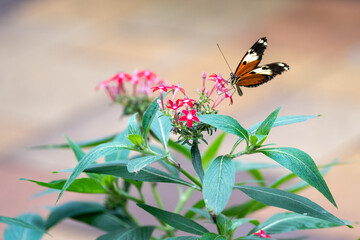 butterfly on pink flower