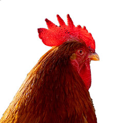 rooster isolated on white background