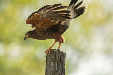Harris's hawk