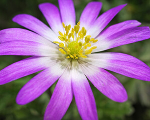 Extreme close-up of a pink Anemone blanda flower