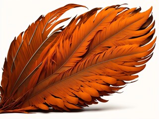 orange and red feathers