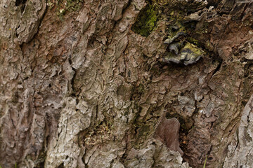 bark of a tree