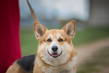Portrait of a beautiful purebred corgi dog close-up outdoors.