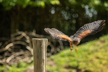 Harris's hawk