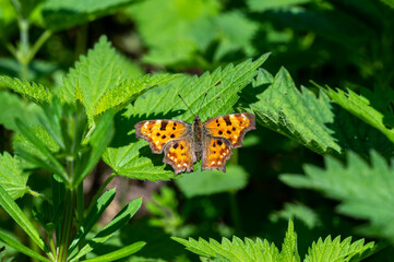 Nymphalidae / Yırtık Pırtık / Comma Butterfly / Polygonia c-album