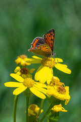 Lycaenidae / Benekli Bakır / Small Copper / Lycaena phlaeas