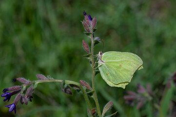 Pieridae / Orakkanat / Brimstone / Gonepteryx rhamni
