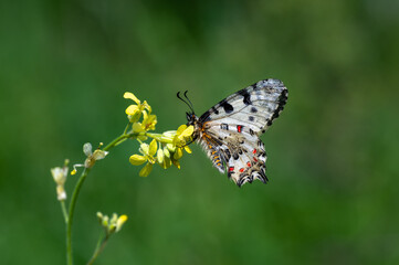 Orman Fistosu » Zerynthia cerisyi » Eastern Festoon
