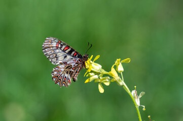 Güneyli Fisto » Zerynthia polyxena » Southern Festoon